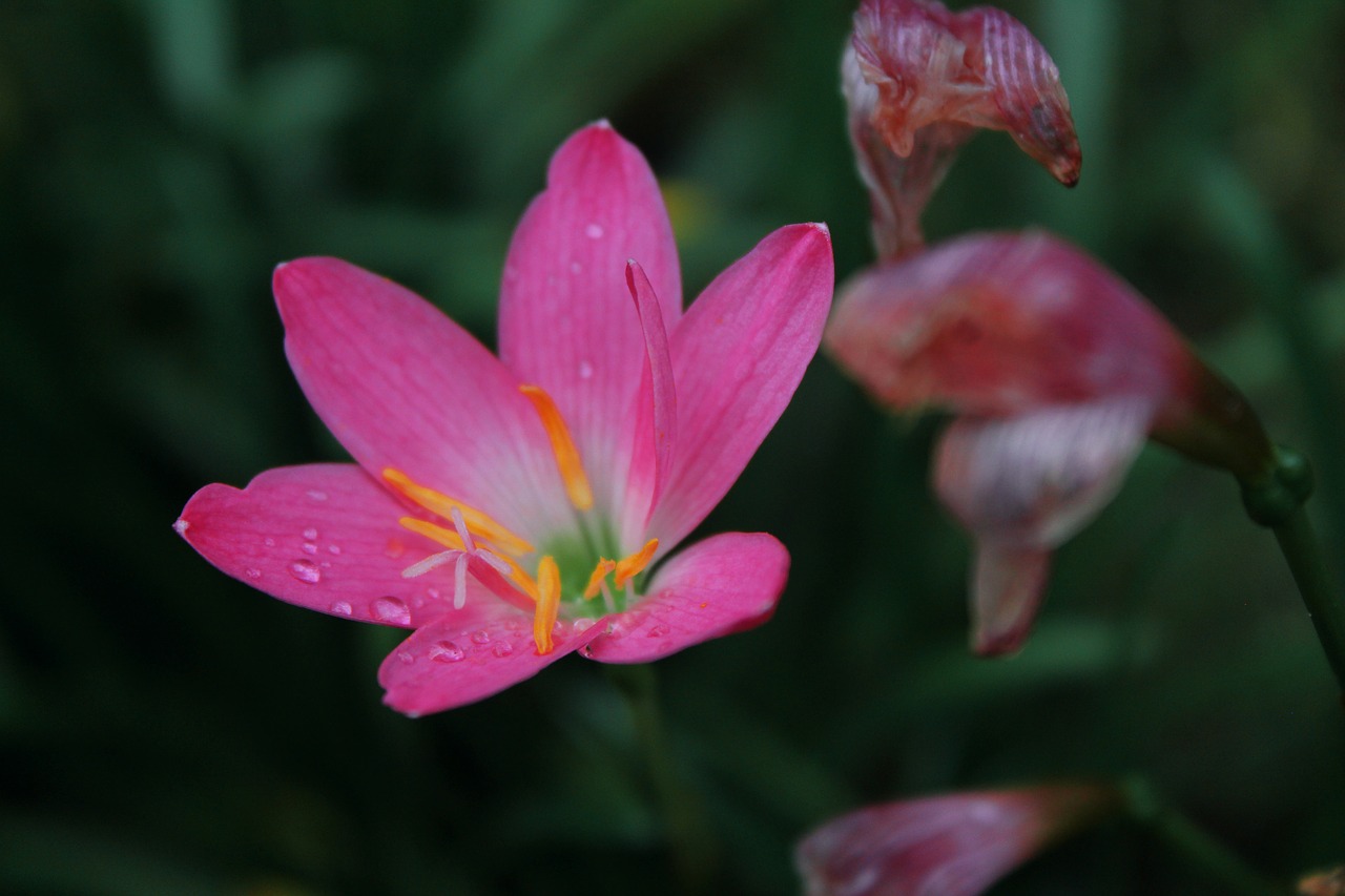 flowers  pink  plant free photo