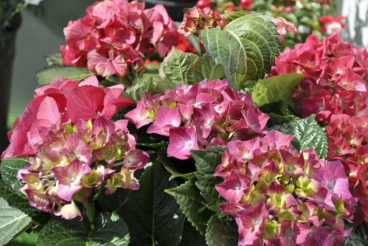 flowers  hydrangeas  pink free photo