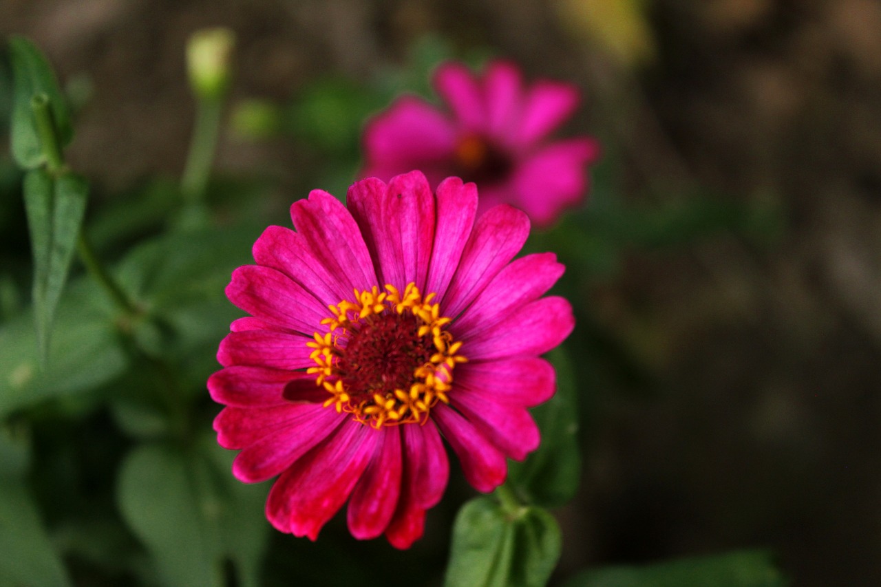 flowers  nature  plant free photo