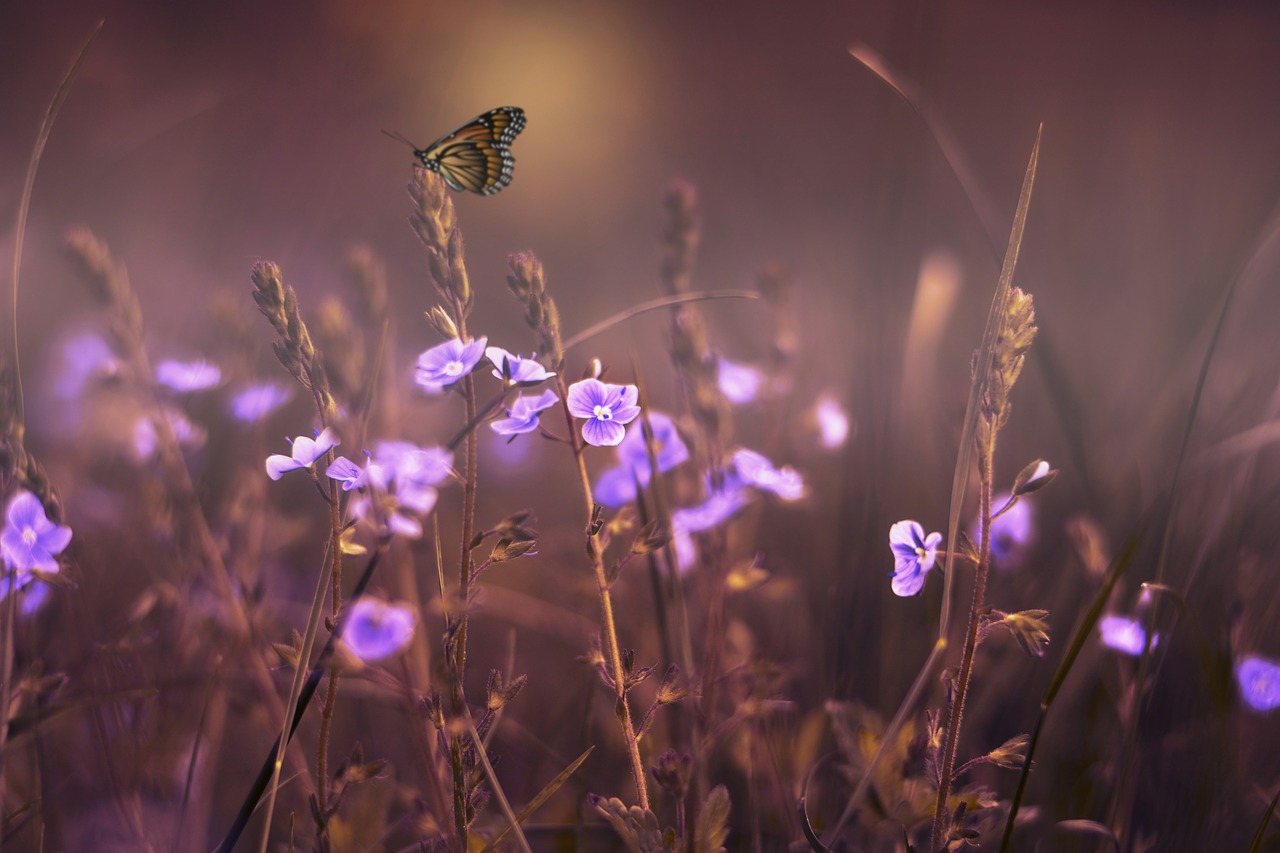 flowers butterfly lilac free photo