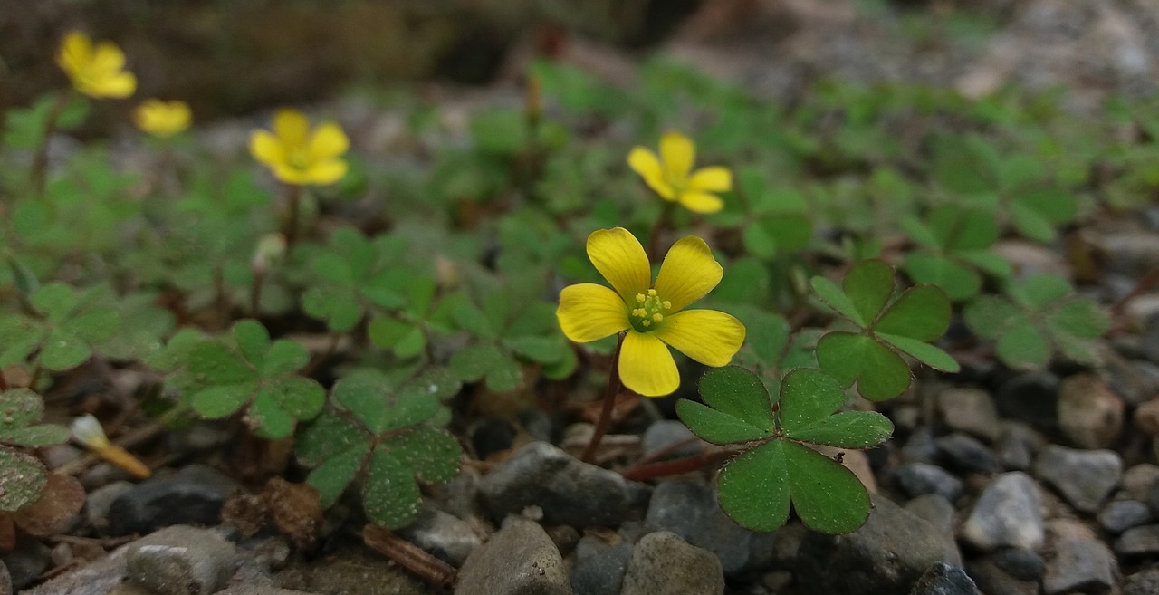 flowers  natural beauty  small free photo