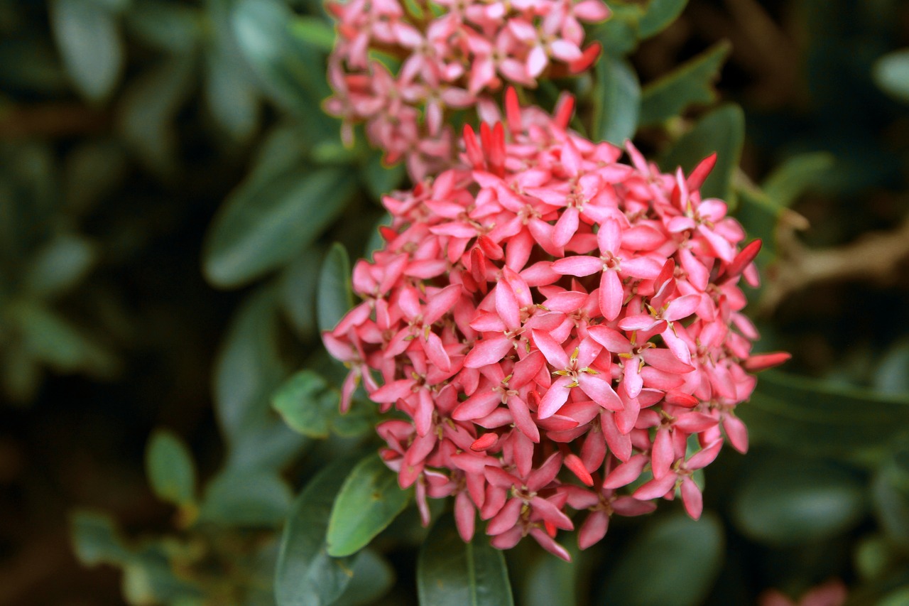 flowers  plant  garden free photo