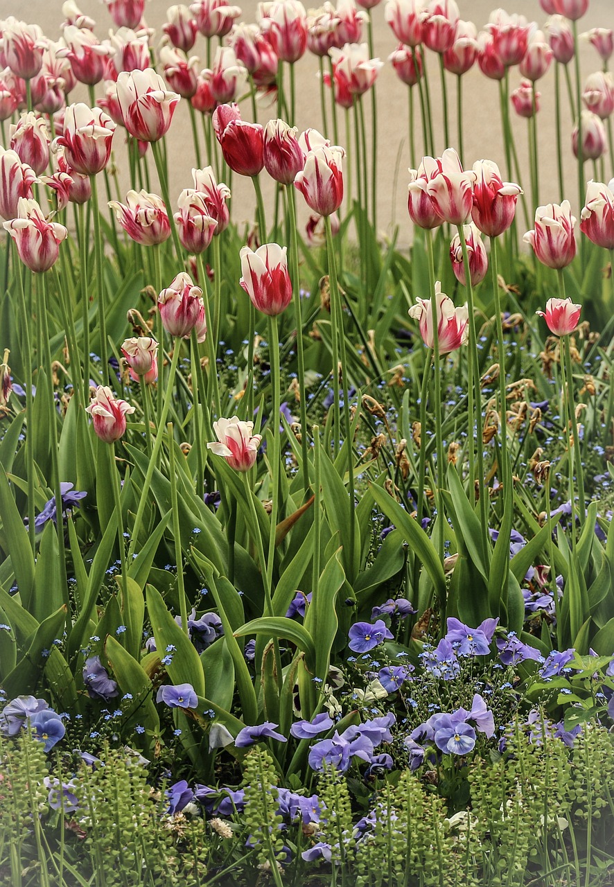 flowers  field of flowers  tulips free photo