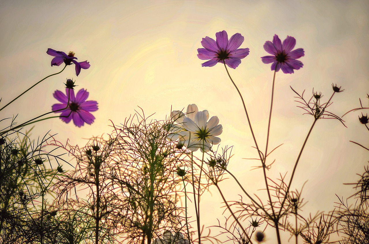 flowers  morning  nyc free photo