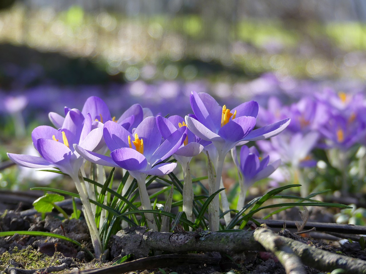 flowers  crocus  spring free photo