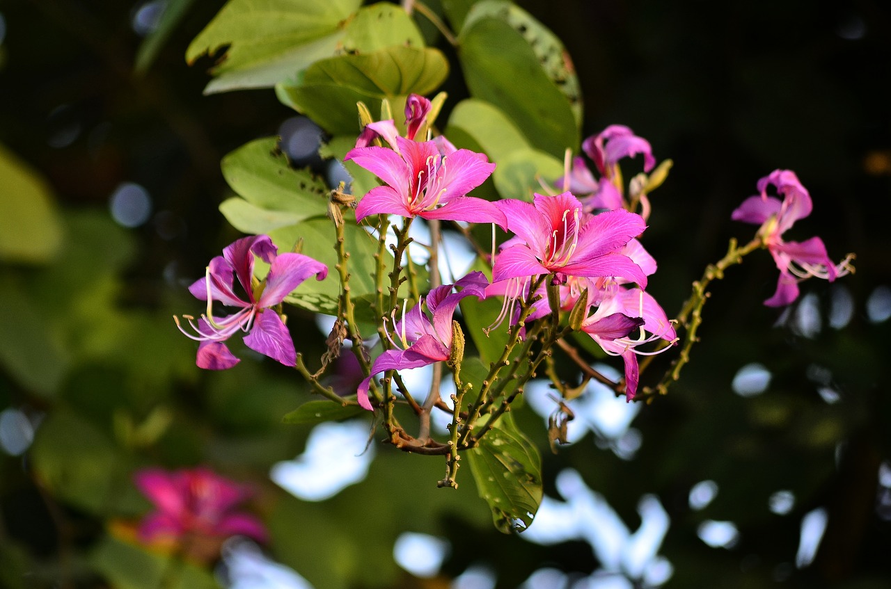 flowers  tree  garden free photo