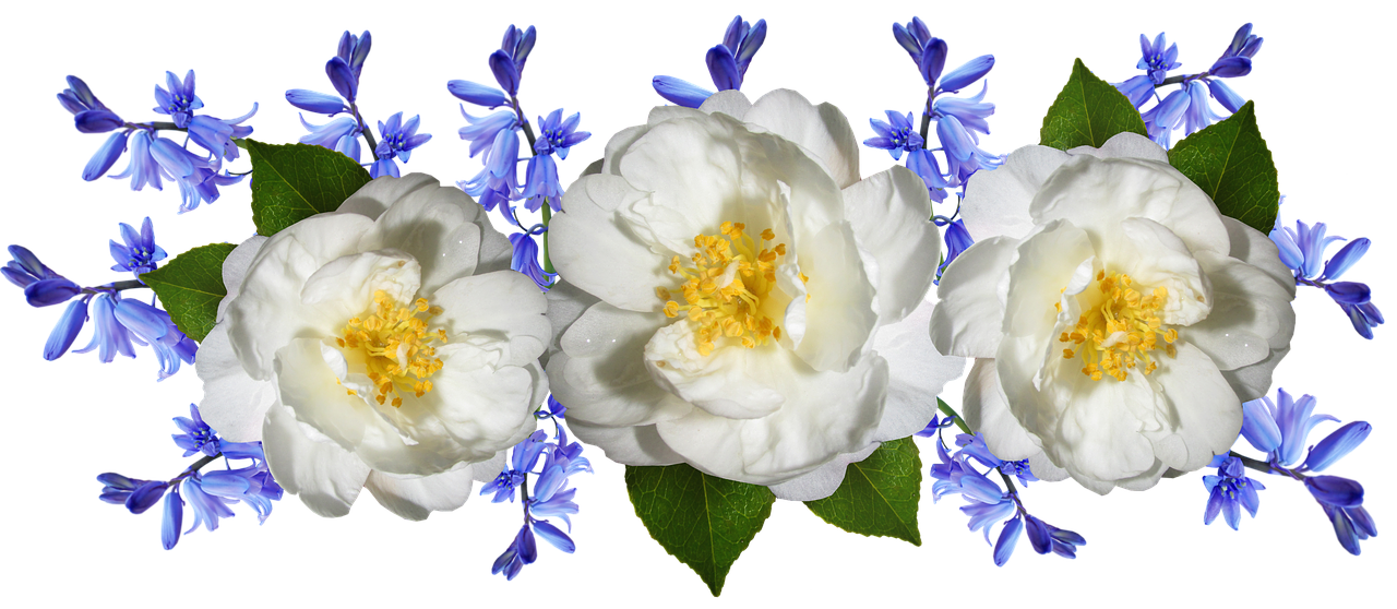 flowers  camellia  bluebells free photo