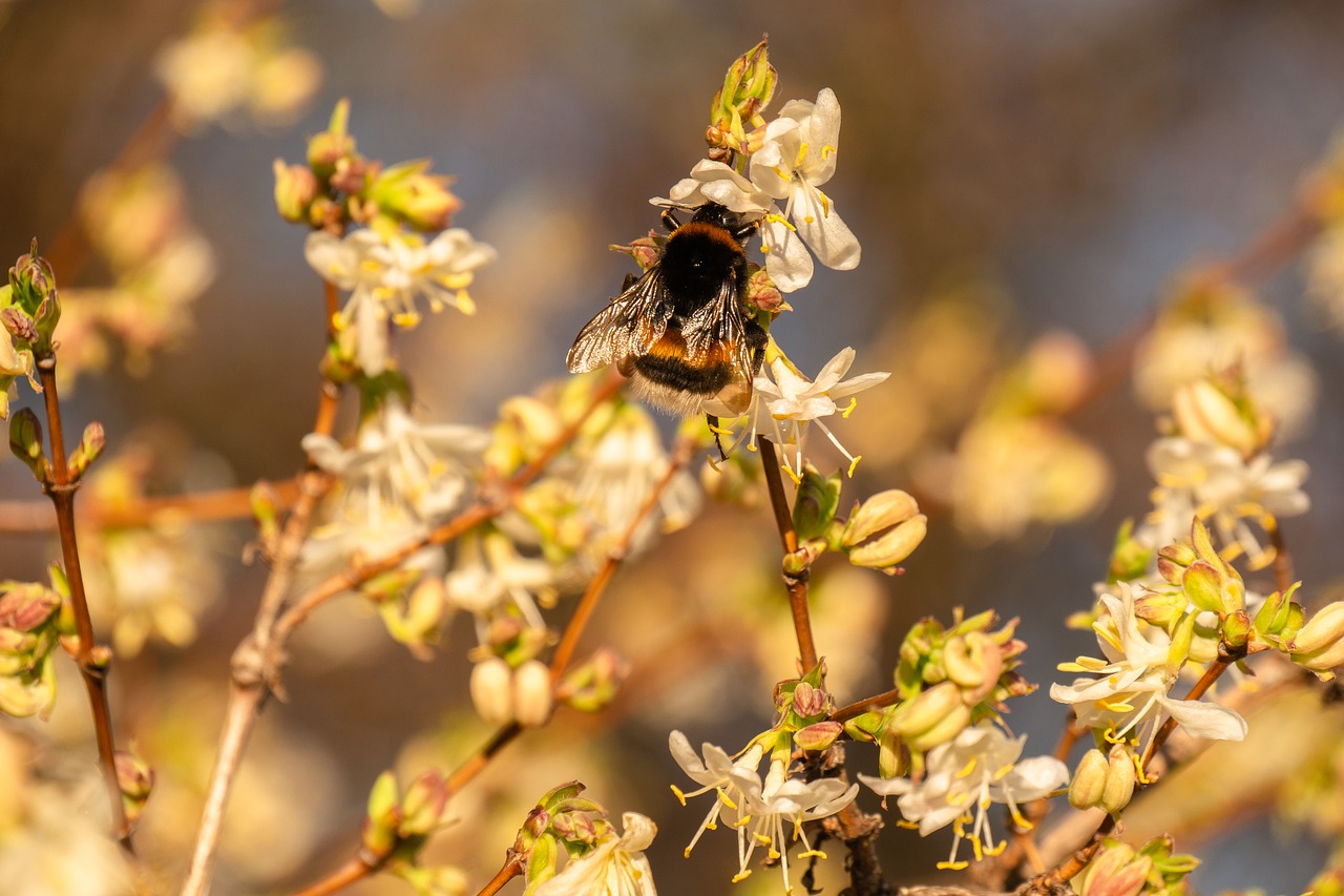 flowers  bud  hummel free photo