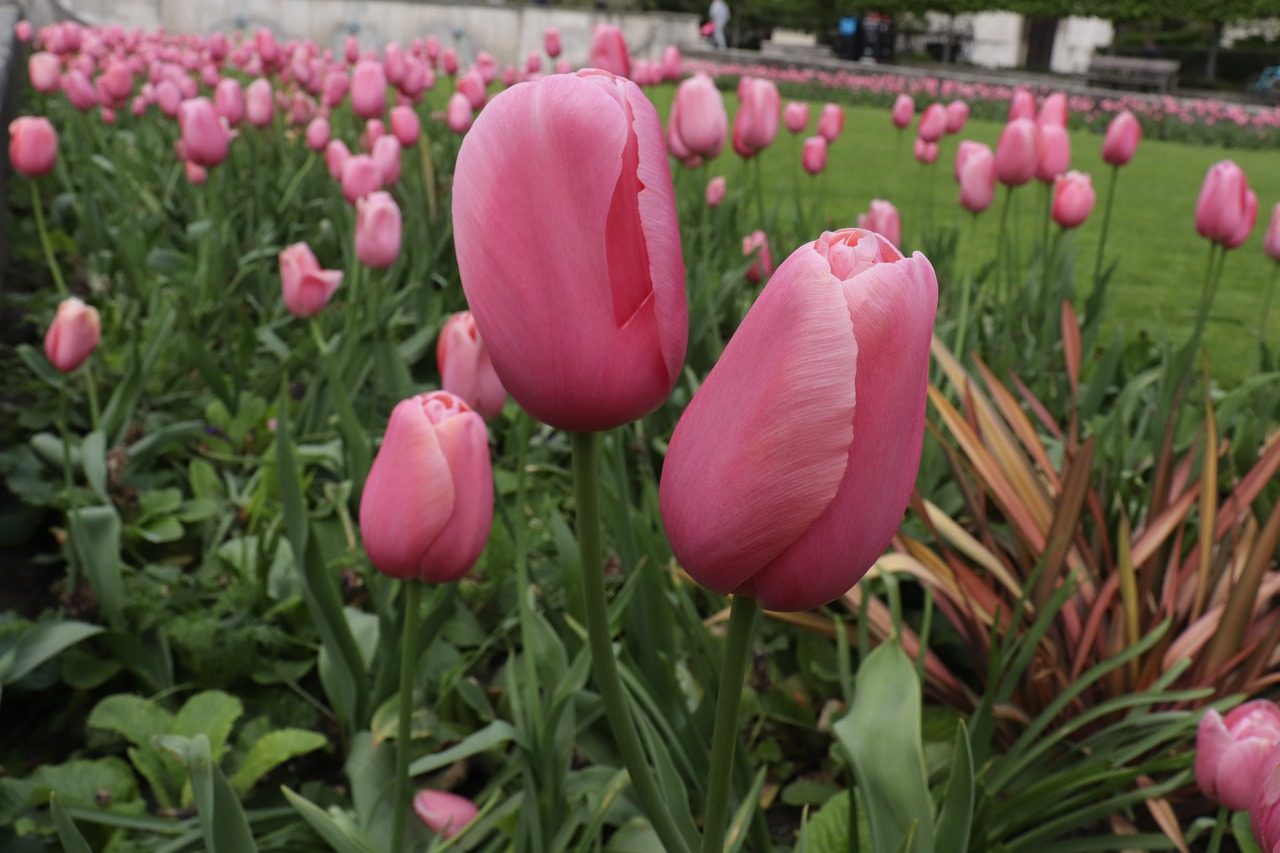 flowers  prato  nature free photo