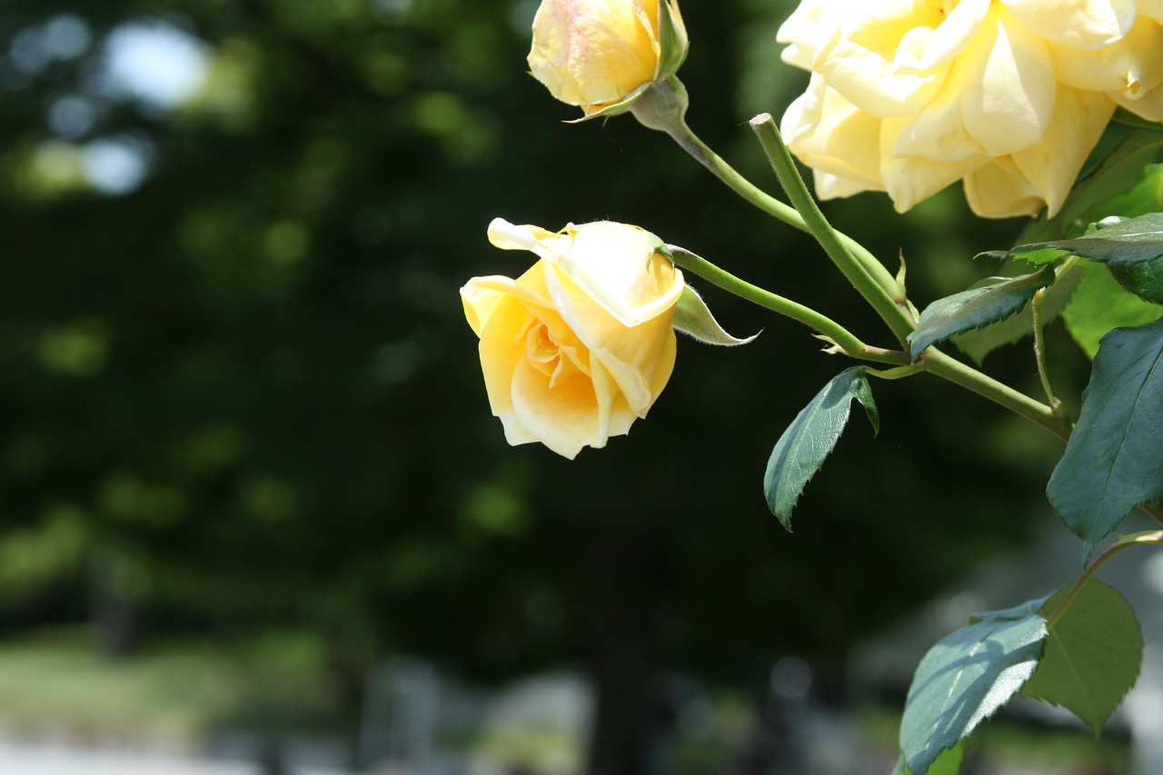 flowers  rose  yellow free photo