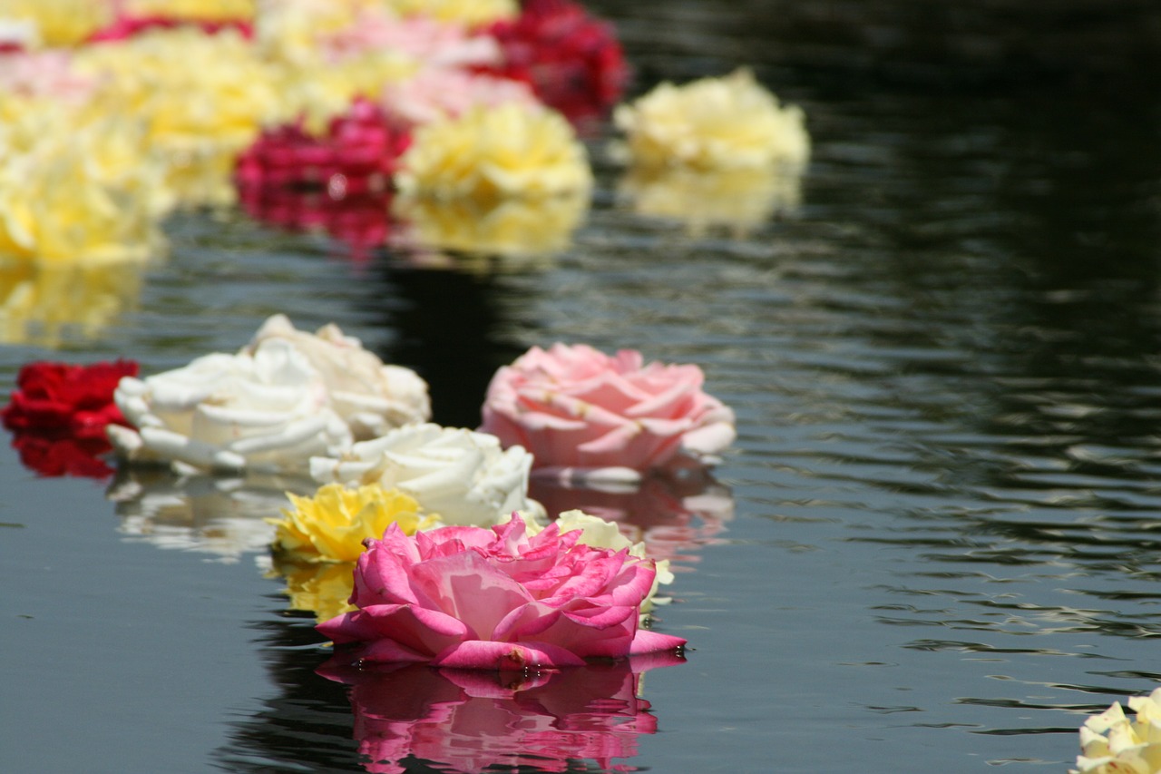 flowers  water surface  water free photo