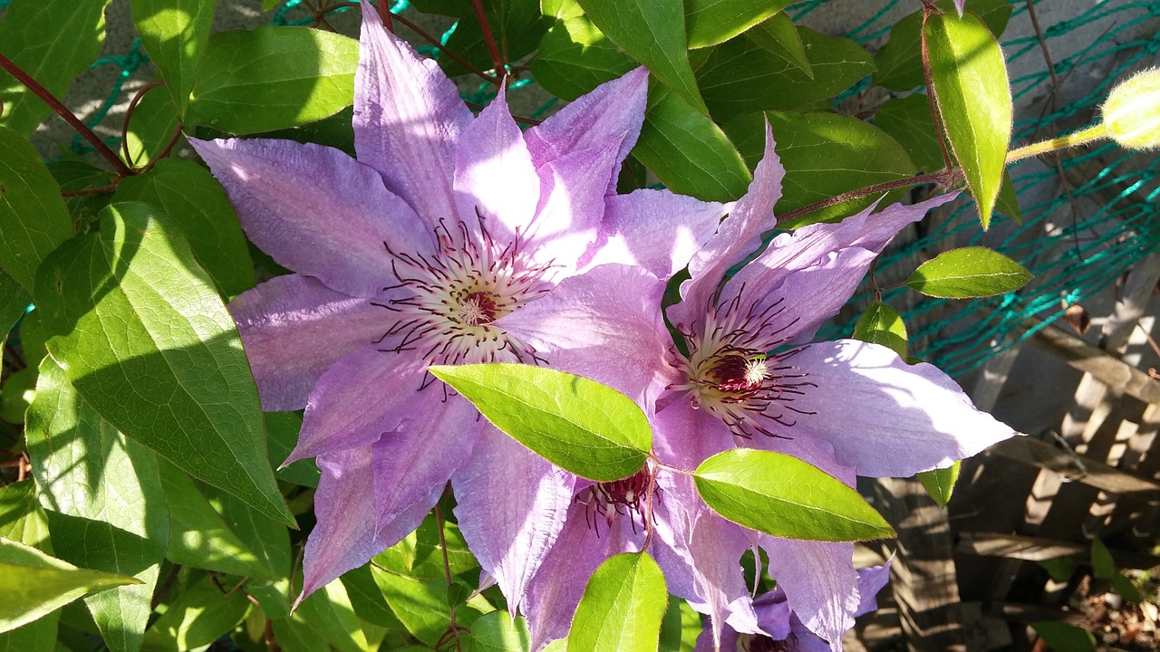 flowers clematis spring free photo