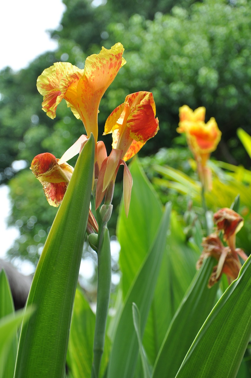 flowers maldives tropical free photo