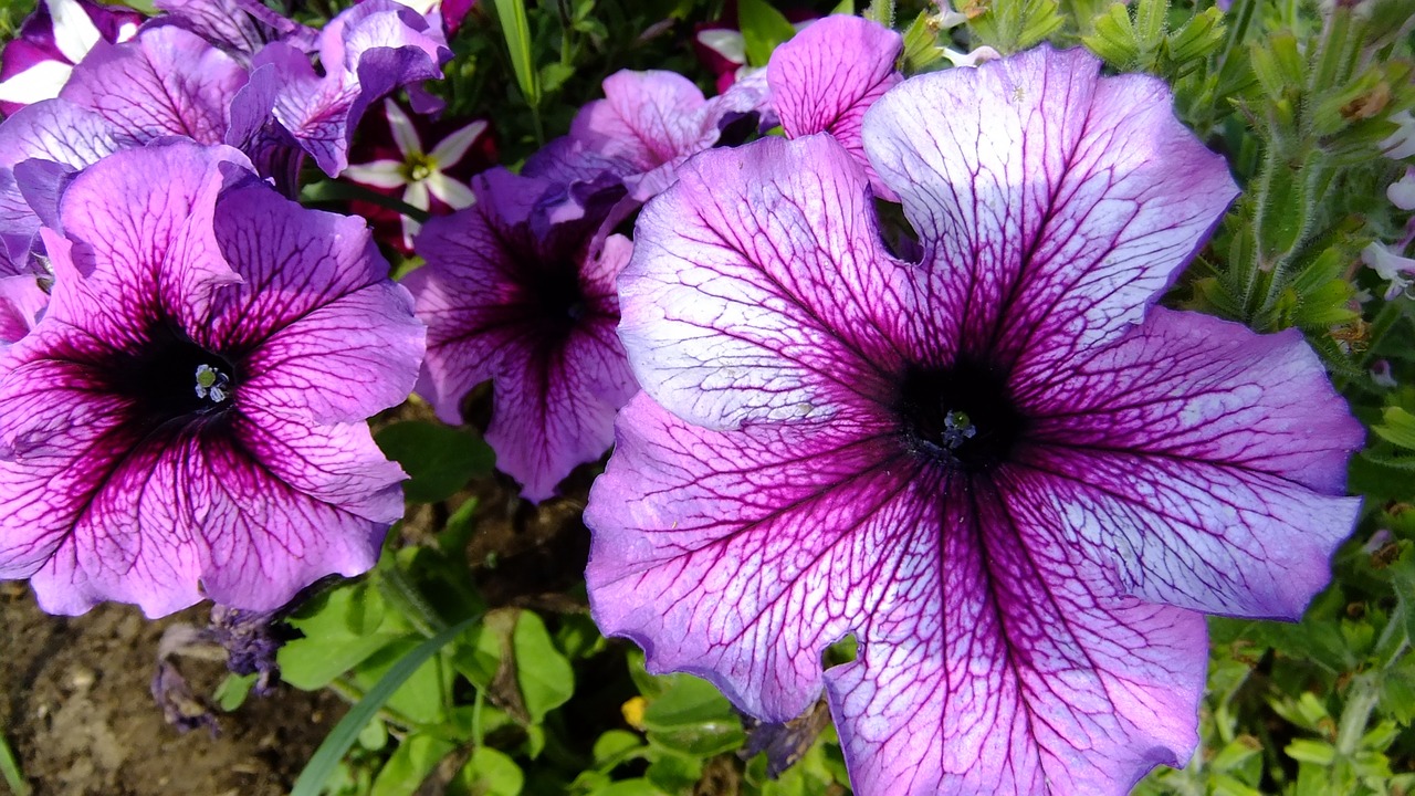 flowers  petunia  summer free photo