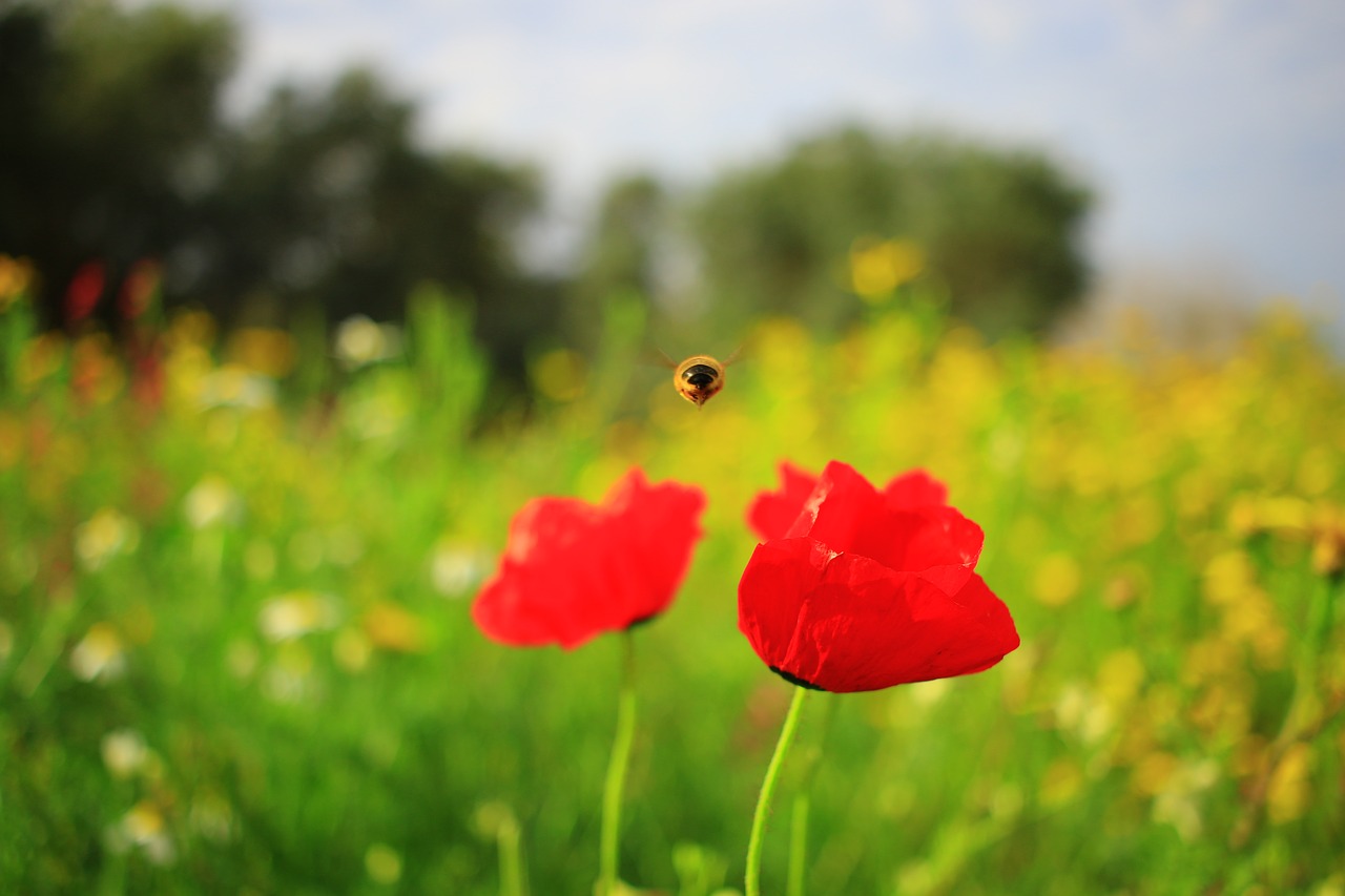 flowers  poppies  bee free photo