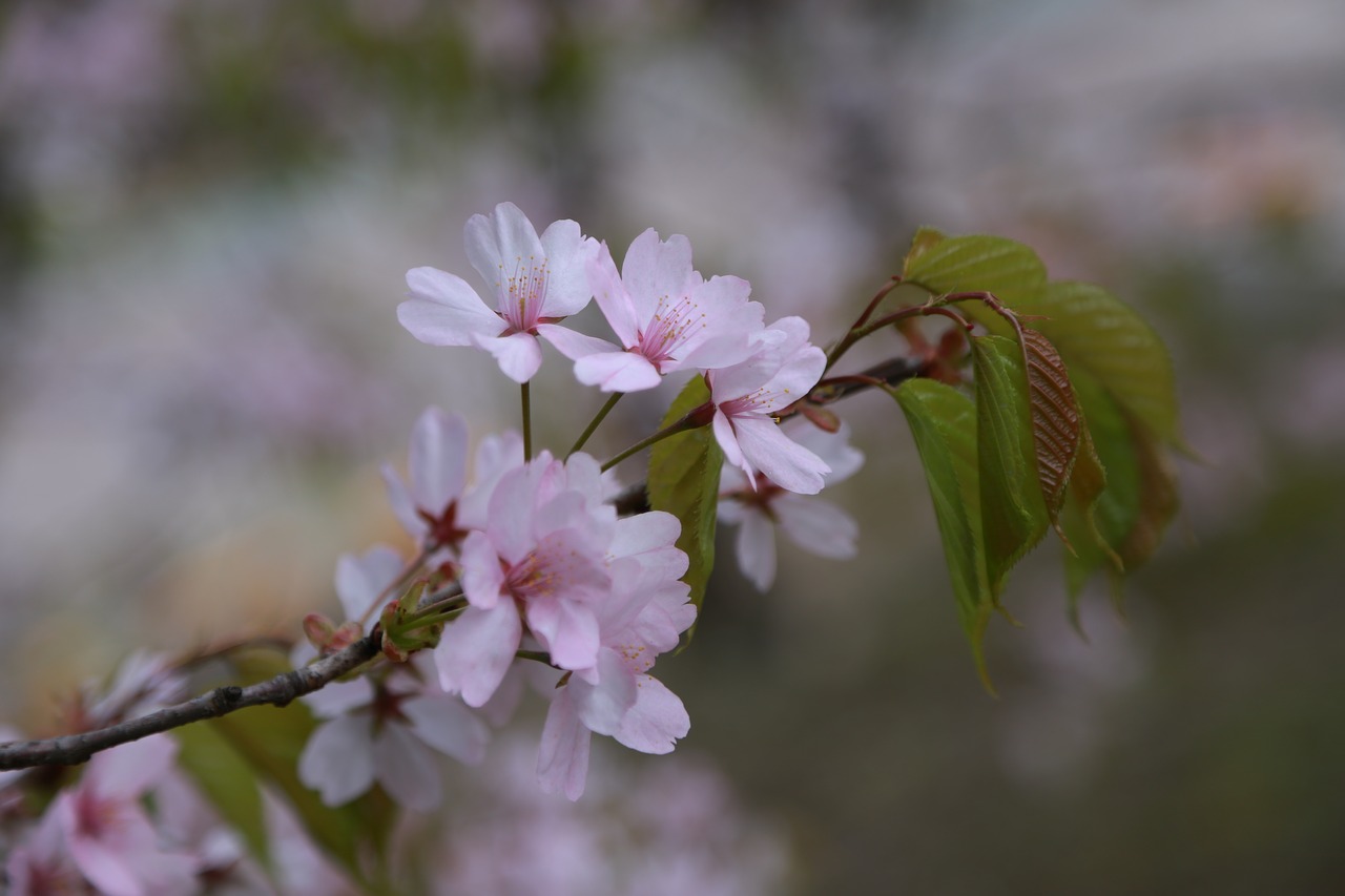 flowers  cherry tree  cherry blossom free photo