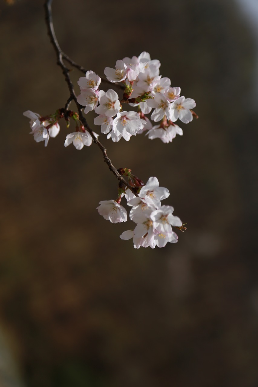 flowers  cherry tree  cherry blossom free photo