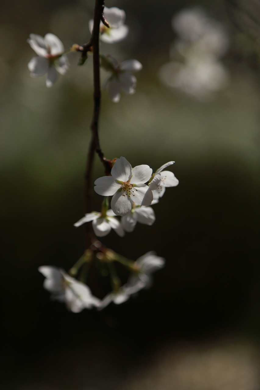 flowers  cherry tree  cherry blossom free photo