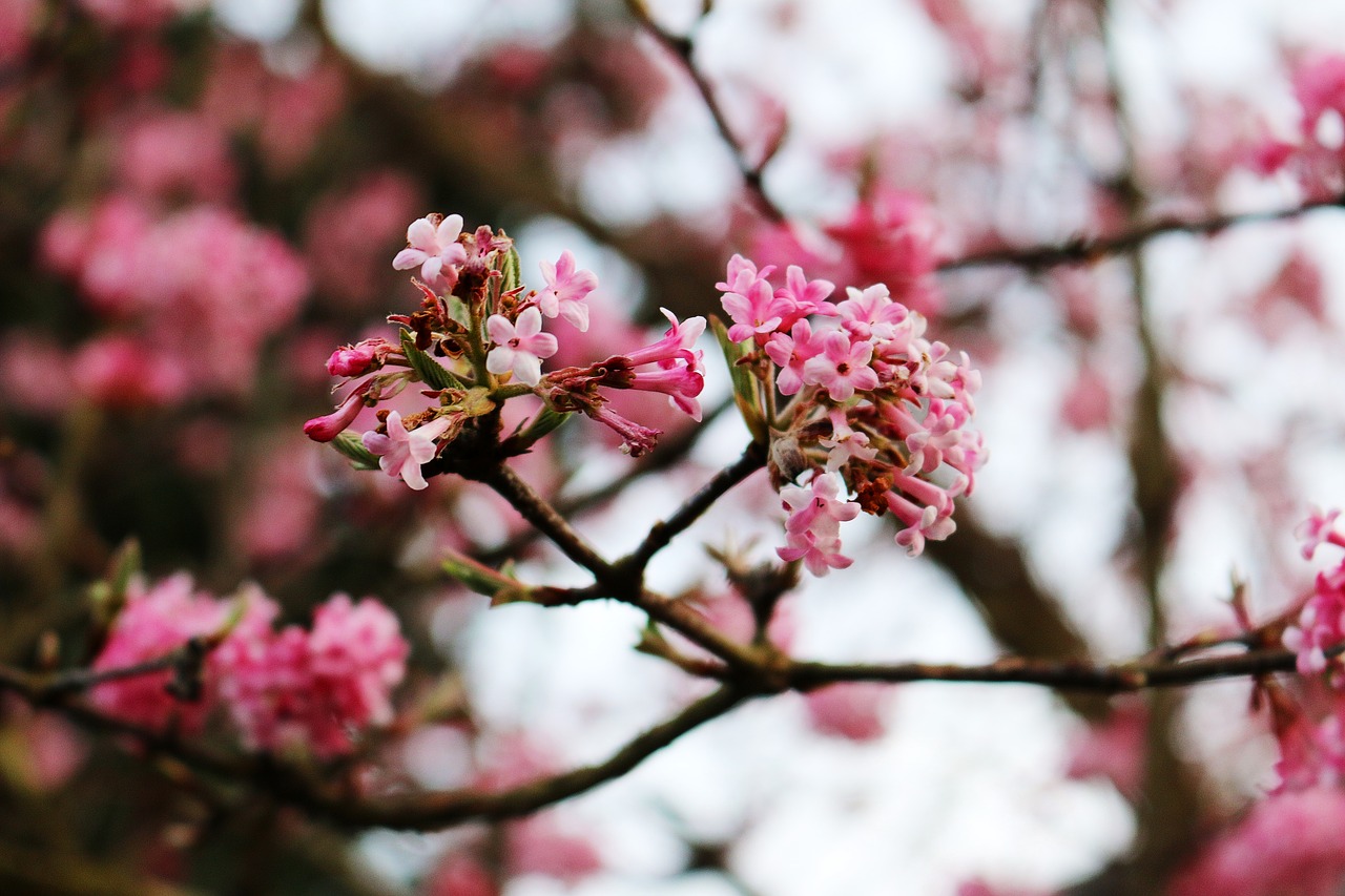 flowers  tree  aesthetic free photo