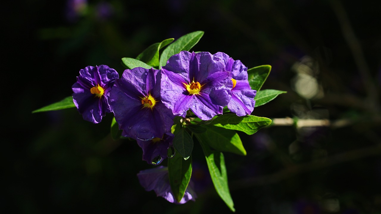 flowers  purple  garden free photo