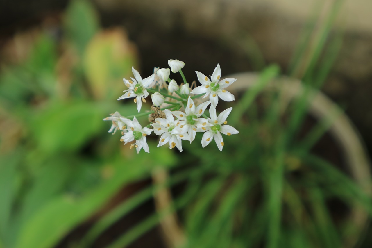 flowers  nature  plants free photo