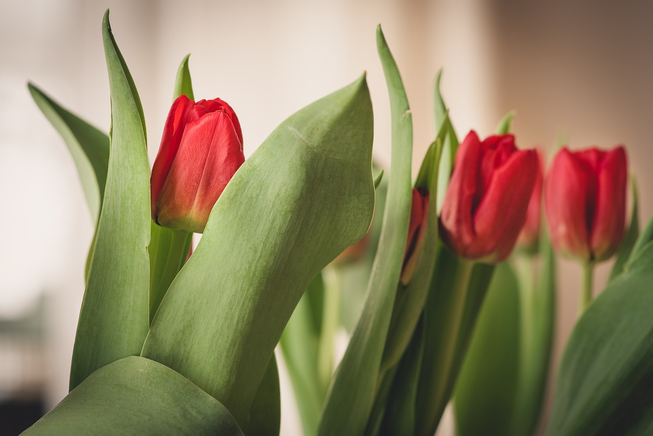 flowers  tulips  red free photo