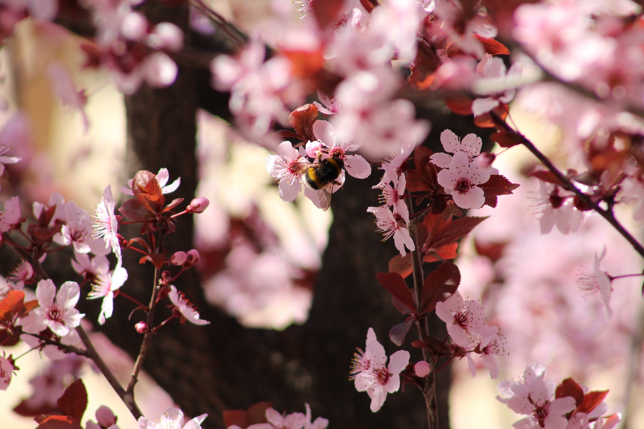 flowers  spring  bee free photo