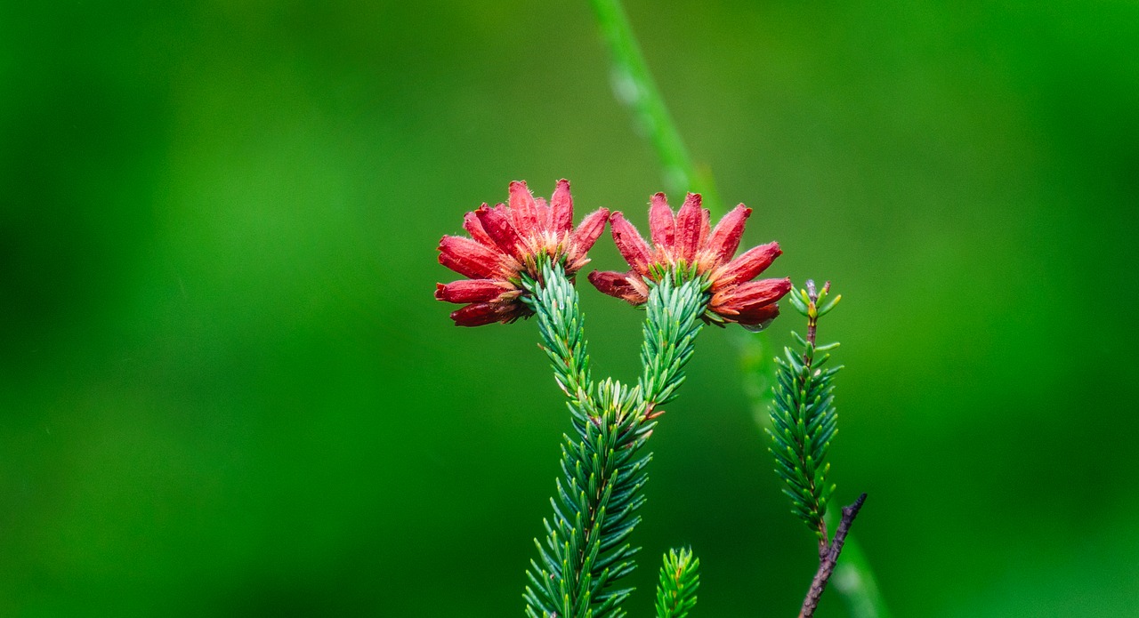 flowers  red  flora free photo