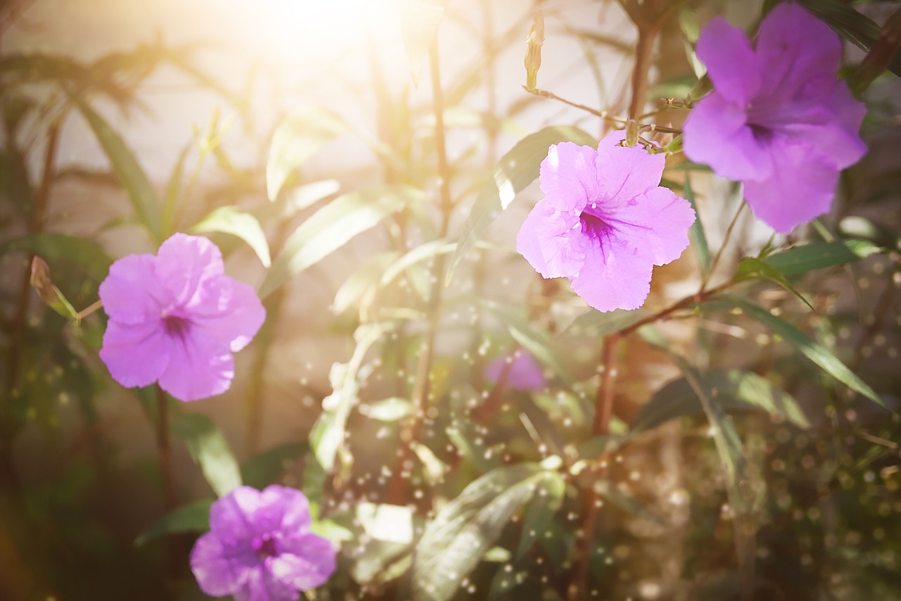 flowers  pink  pink flowers free photo