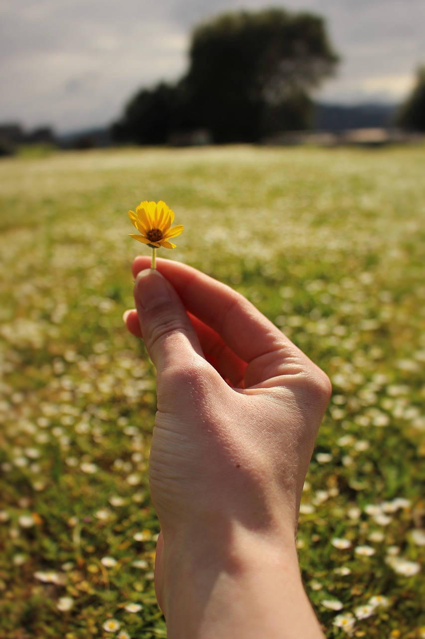 flowers  meadow  daisies free photo