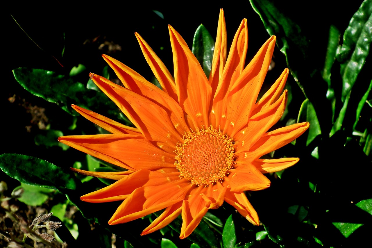 flowers  orange  garden free photo