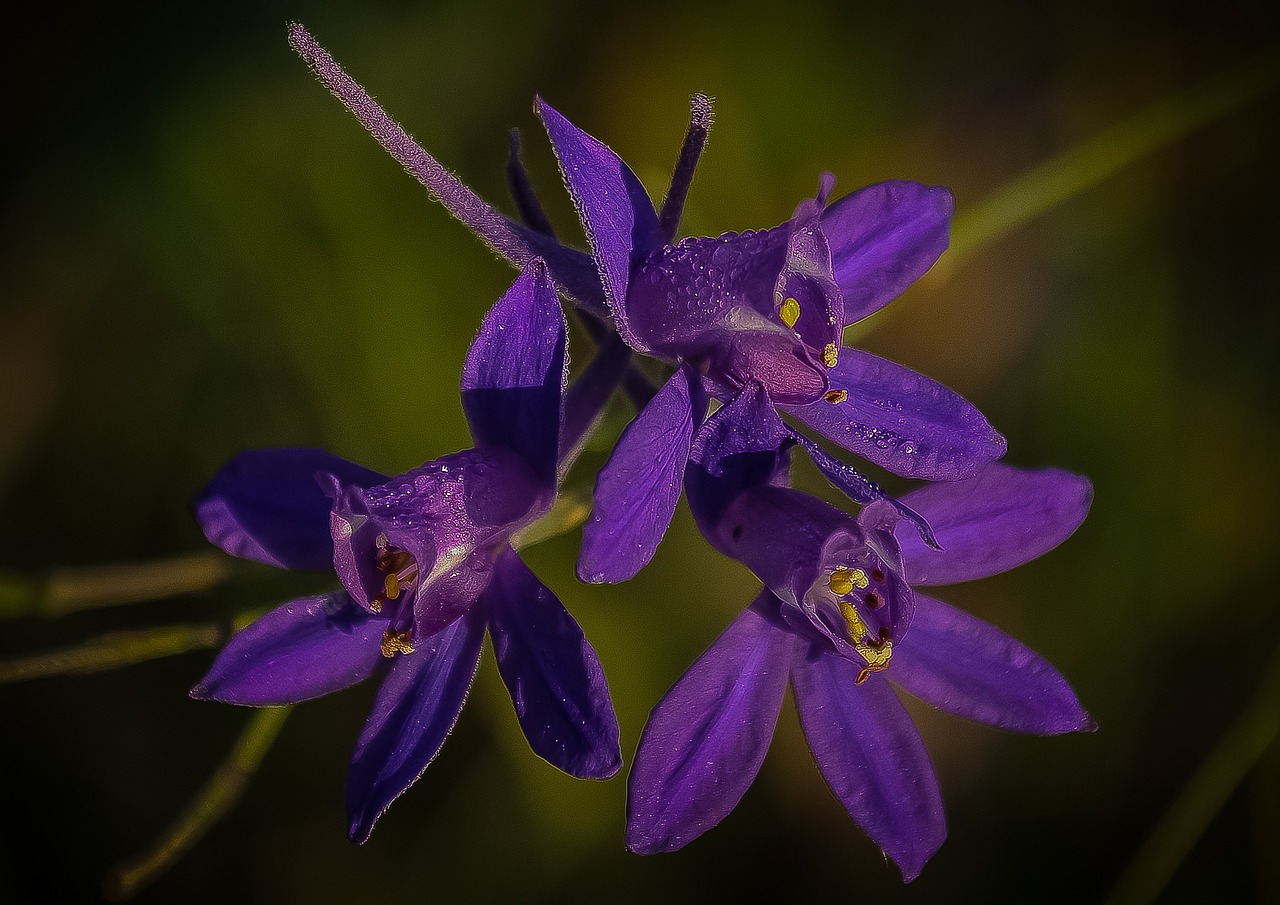 flowers wild purple free photo