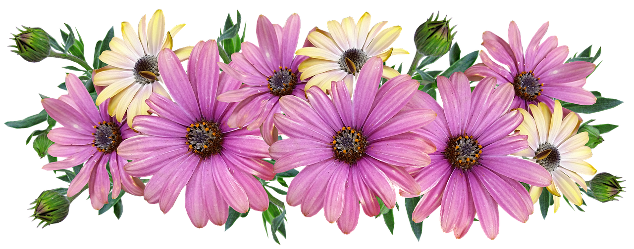 flowers  daisies  arrangement free photo