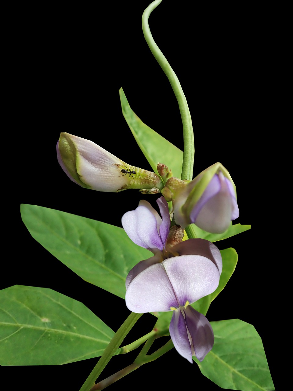 flowers  vegetable  snake beans free photo