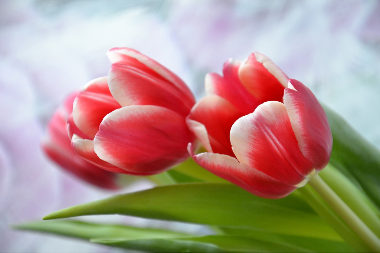 flowers  tulips  holiday free photo