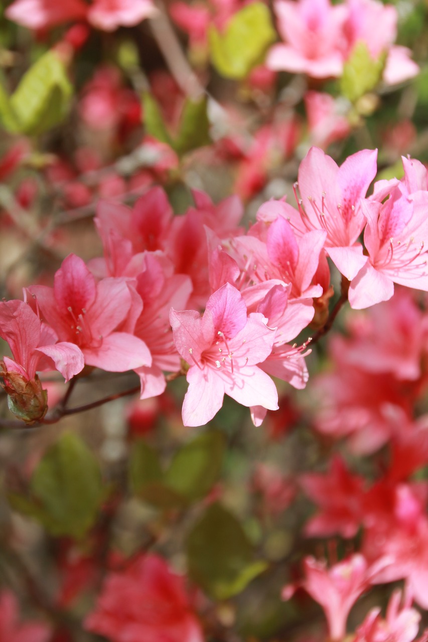 flowers  pink  spring free photo