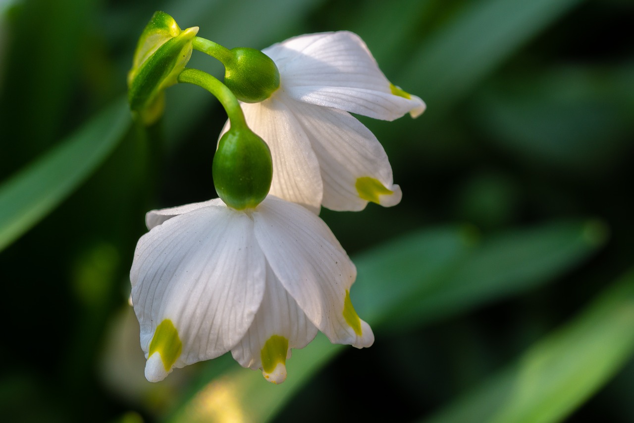 flowers  snowflake  spring flower free photo