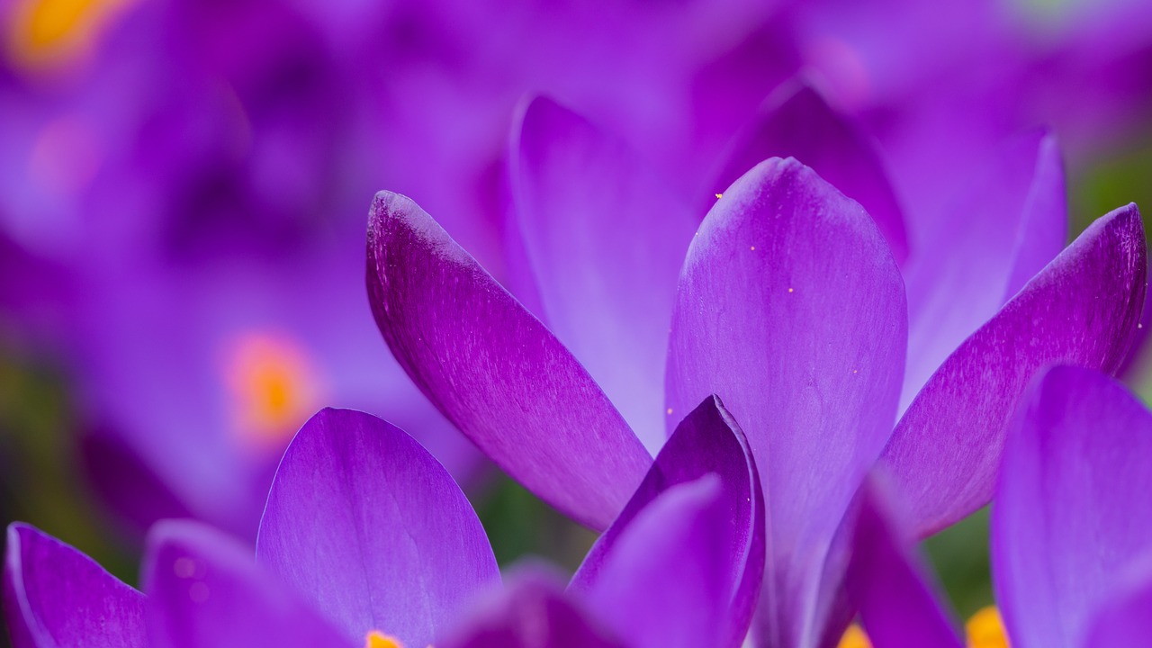 flowers  petals  crocus free photo