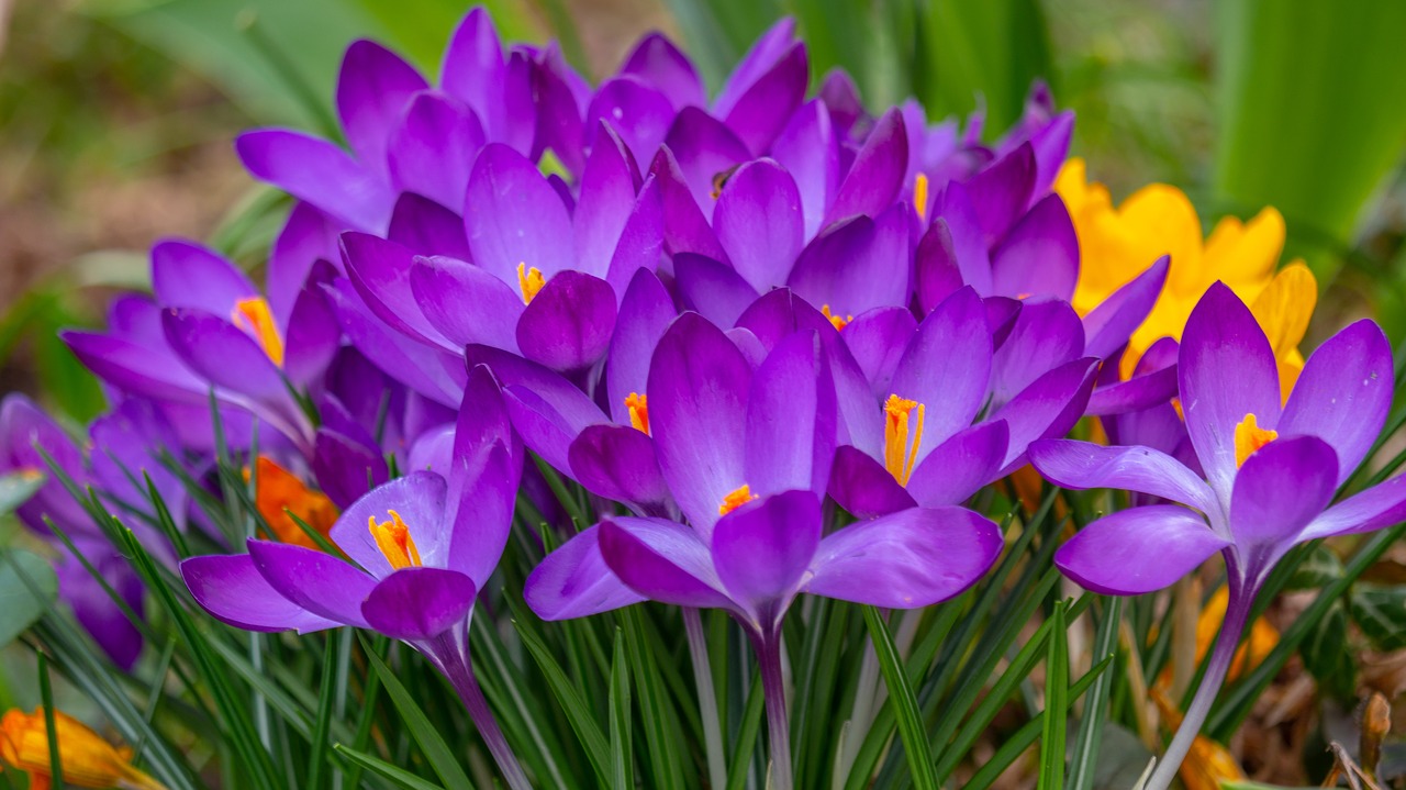 flowers  crocus  the beginning of spring free photo