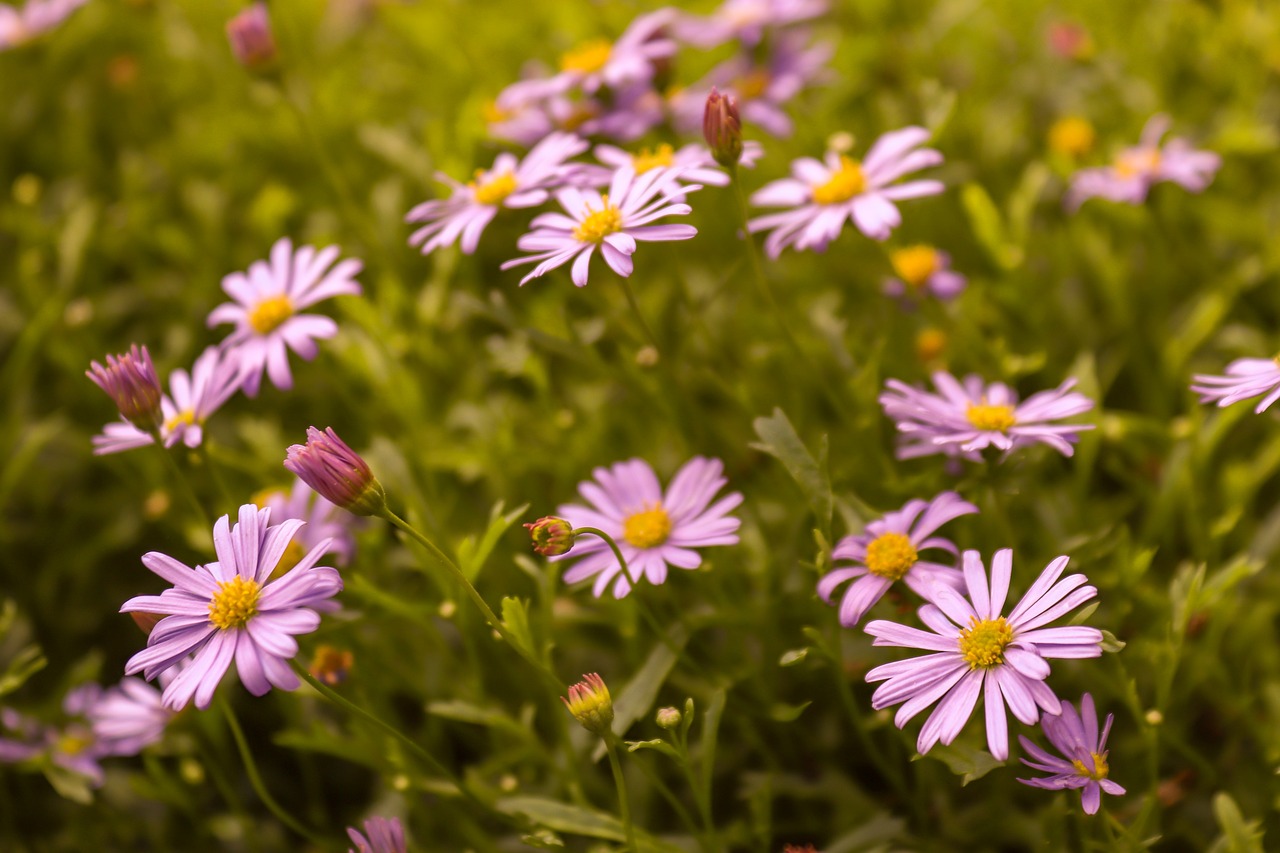 flowers  meadow  flower meadow free photo