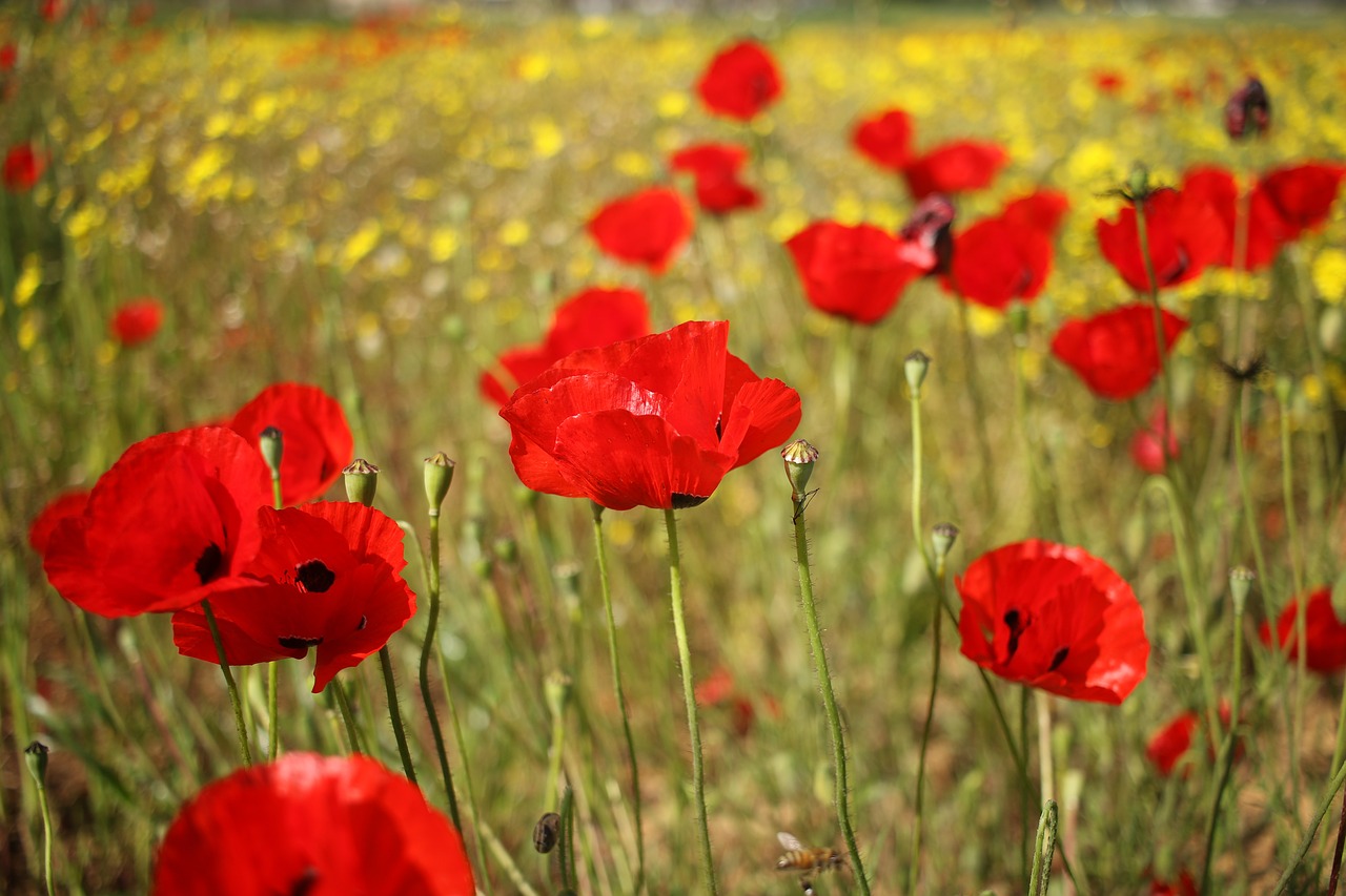 flowers  poppies  field free photo