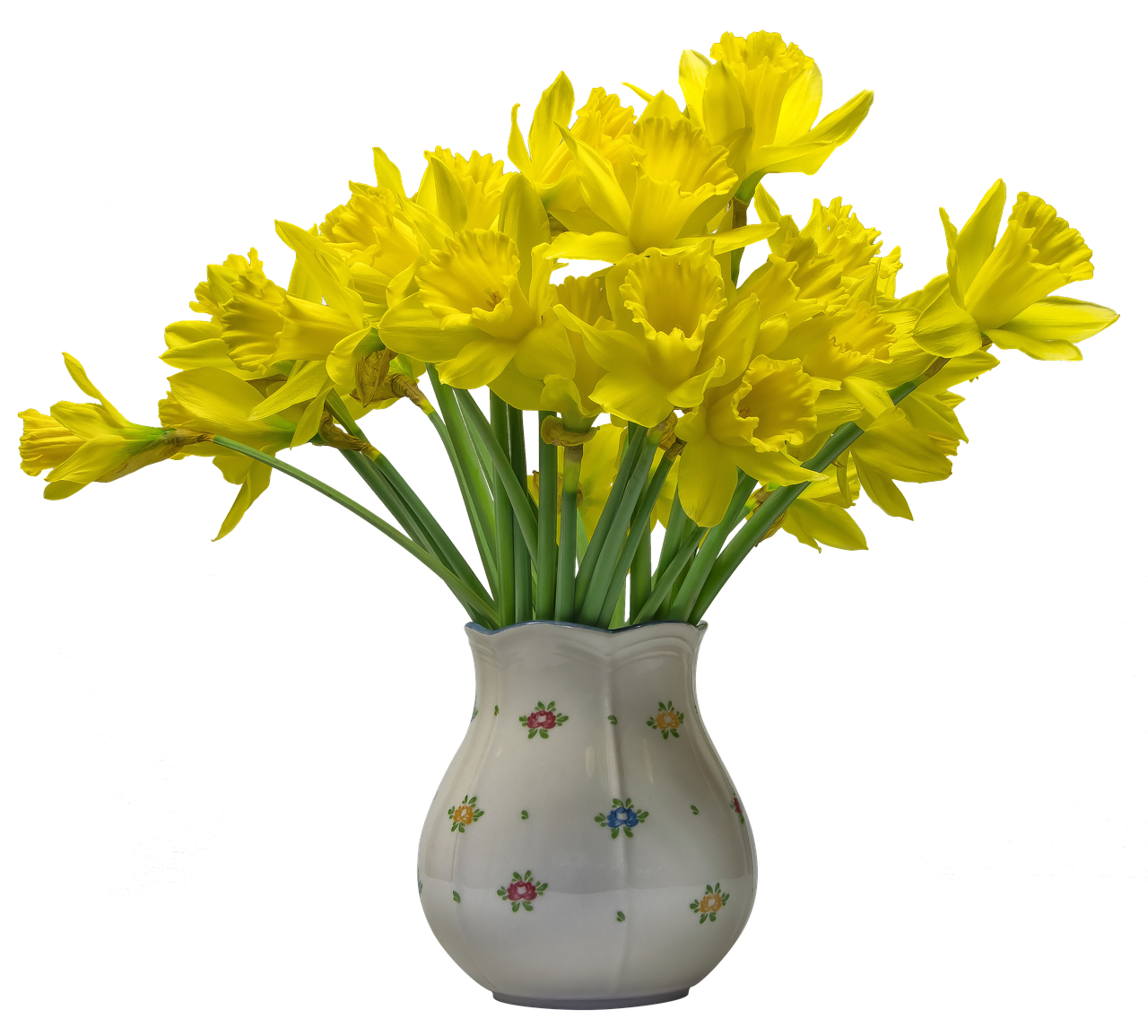 flowers  osterglocken  daffodils free photo
