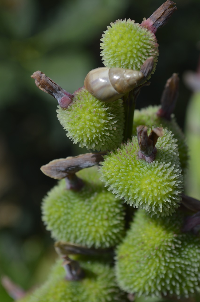 flowers  green  snail free photo