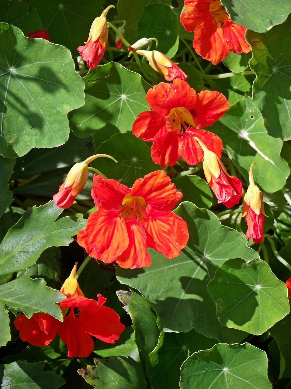 flowers  nasturtiums  red free photo