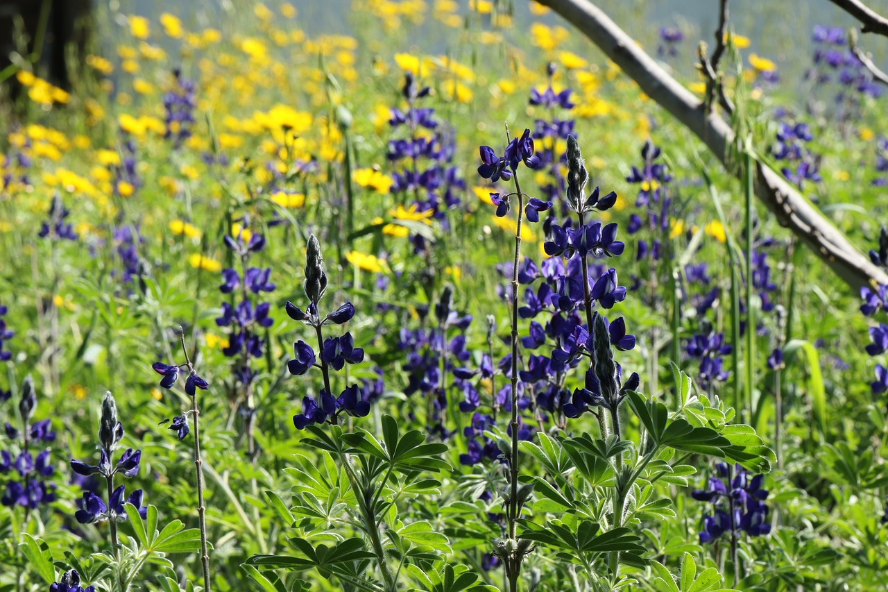 flowers  field  lupines free photo