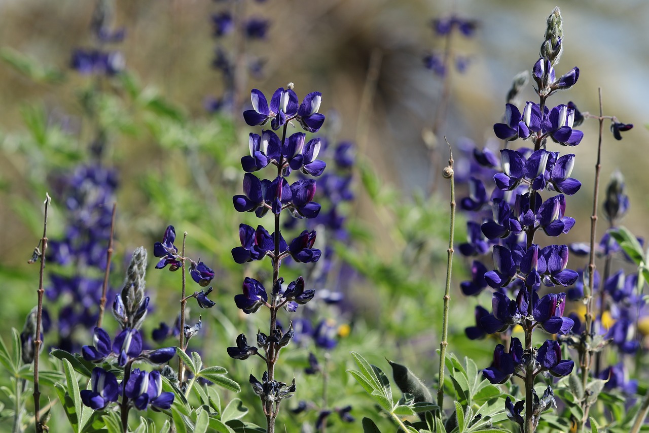 flowers  lupines  blue free photo