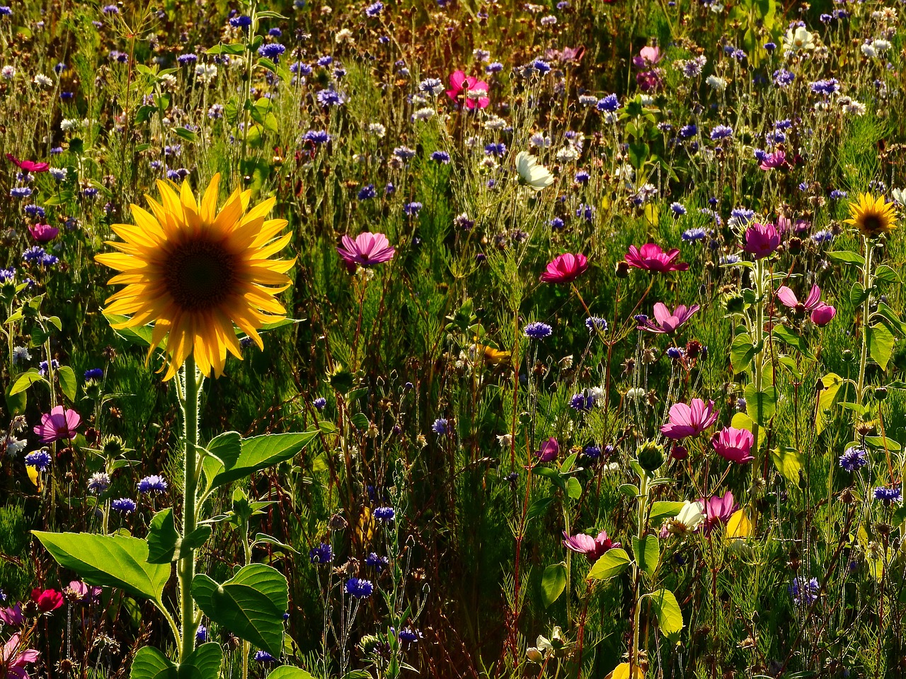 flowers  meadow  sunflower free photo