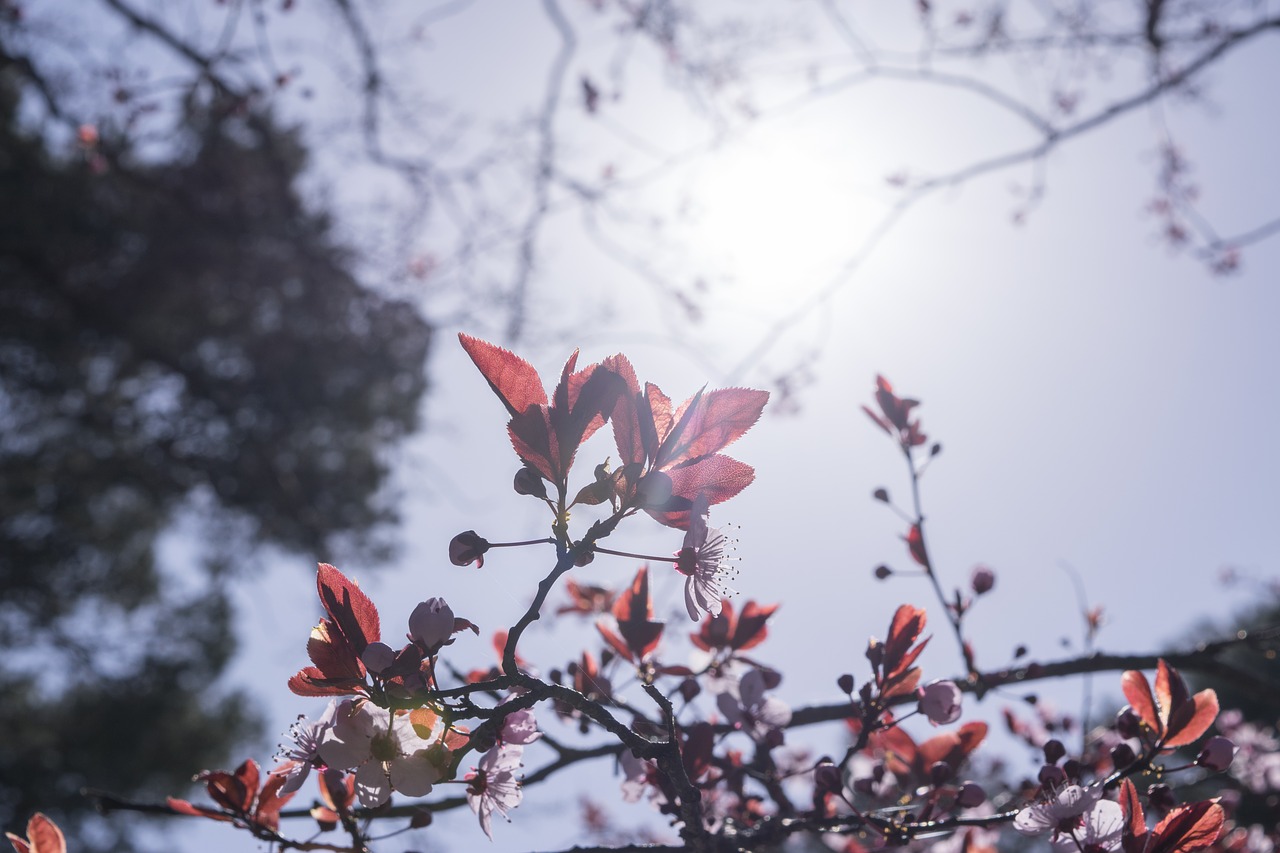 flowers  fiori di pesco  spring free photo