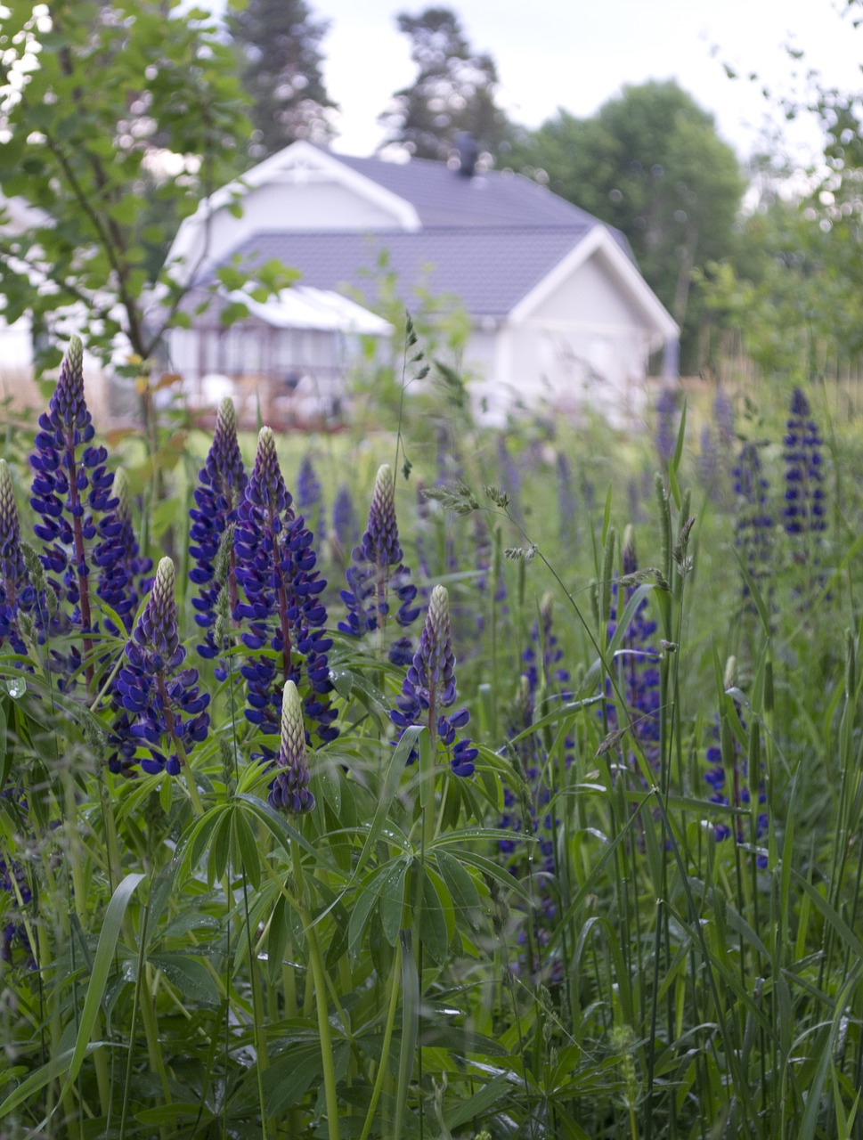 flowers  house  lupins free photo