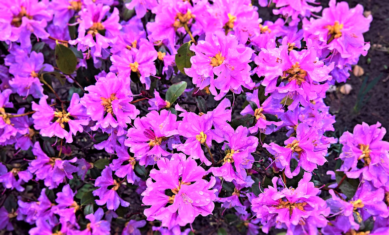 flowers  azalea  spring free photo